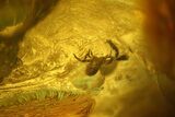 Fossil Pseudoscorpion (Arachnid) Preserved In Baltic Amber #128296-3